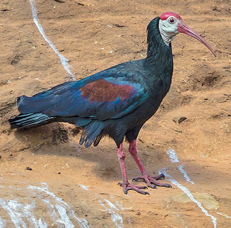 Southern Bald Ibis